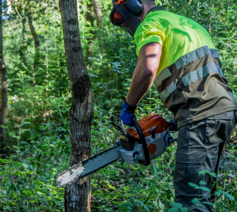 Home Tree Trimming