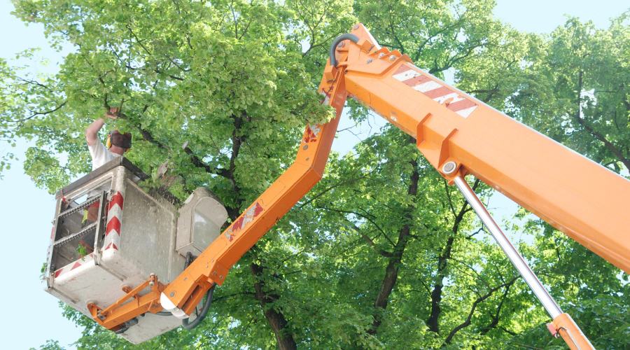 Tree Trimming